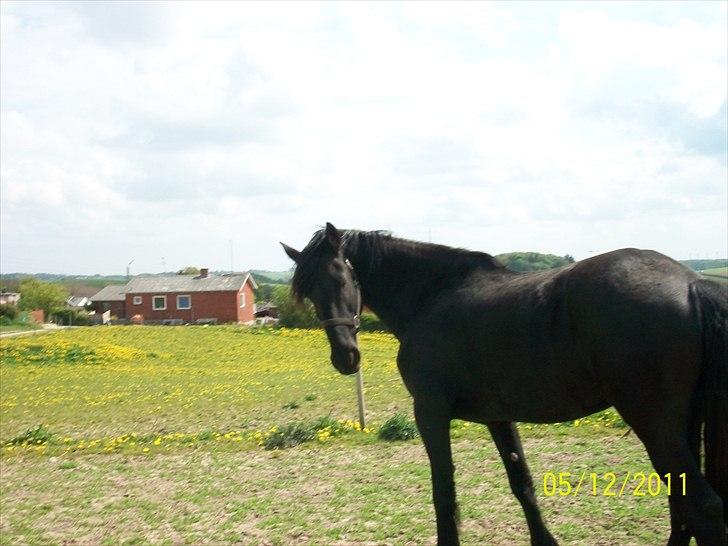 Frieser Lisa Zuidema R.I.P billede 10