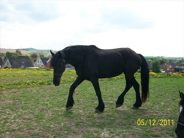 Frieser Lisa Zuidema R.I.P billede 11