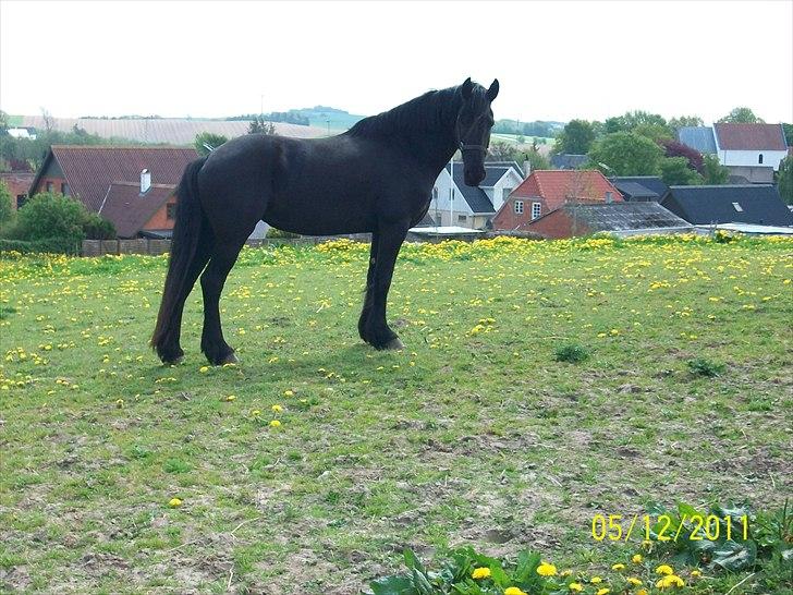 Frieser Lisa Zuidema R.I.P billede 13