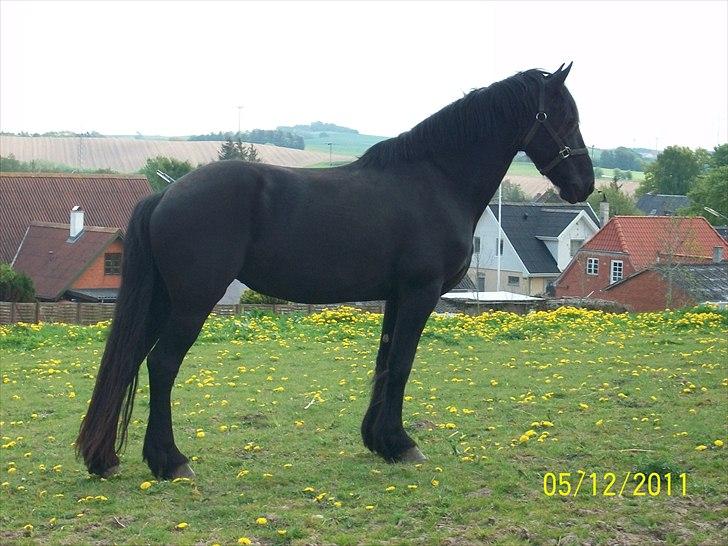 Frieser Lisa Zuidema R.I.P billede 14