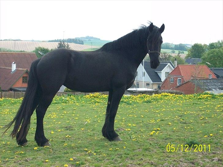 Frieser Lisa Zuidema R.I.P billede 15