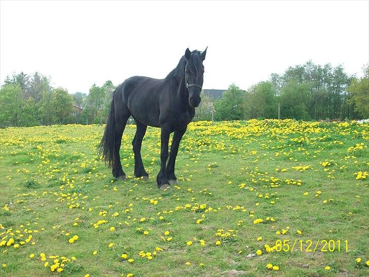 Frieser Lisa Zuidema R.I.P billede 16