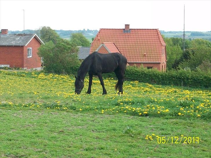 Frieser Lisa Zuidema R.I.P billede 17