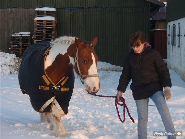 Irish Cob Indy billede 6