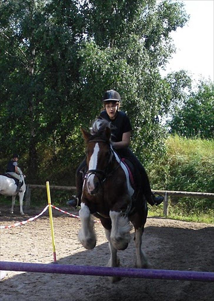 Irish Cob Indy billede 13