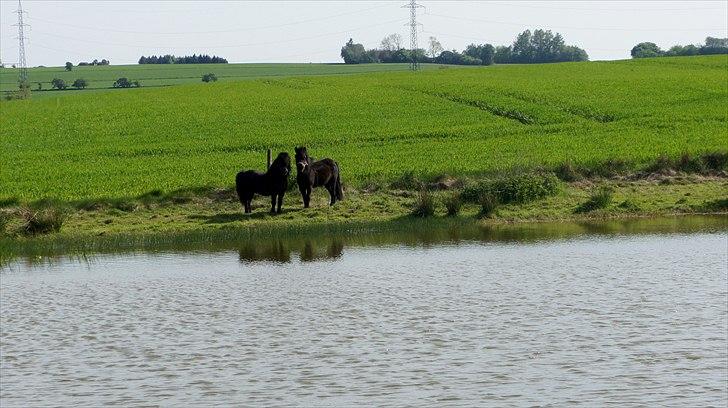 Shetlænder Wednesday <3 (tidligere Mini) - Sammen med Blackie, Wednesday på sommergræs billede 17