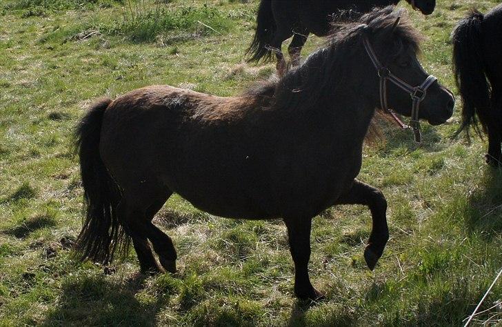 Shetlænder Morticia <3 (tidligere Trunte) - Smuk trav billede 18