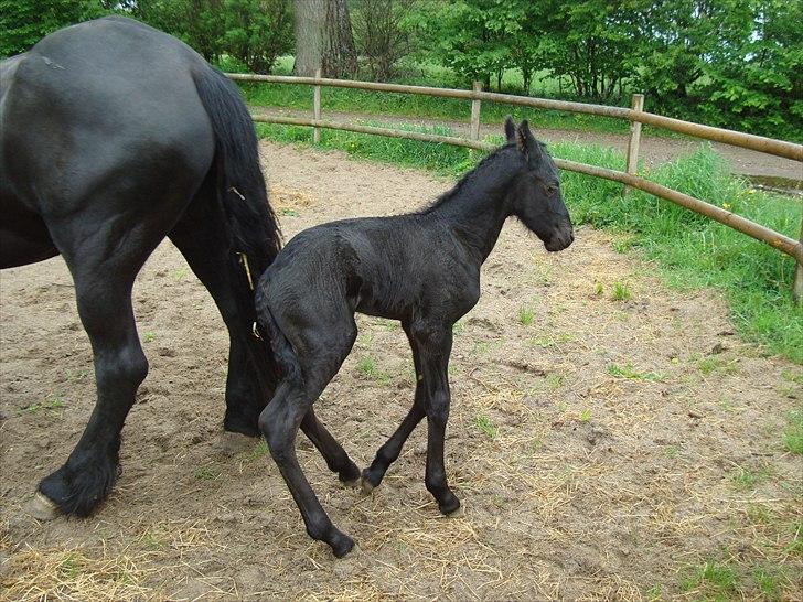 Frieser Kiaro - kiaro 3 dage gammel og overvejer om han skal lave lidt ballade :-) billede 6