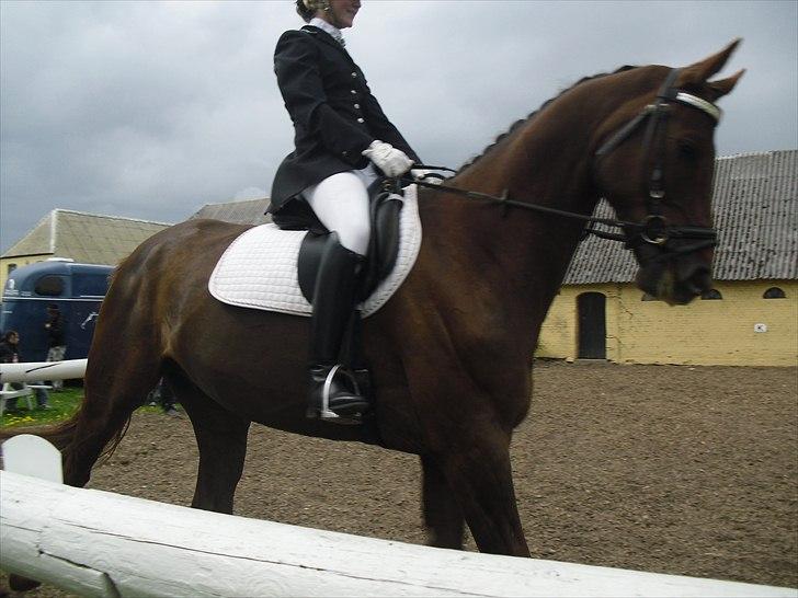 Dansk Varmblod SAM-SON ENSHØJ DV 792 RIP :-( billede 4