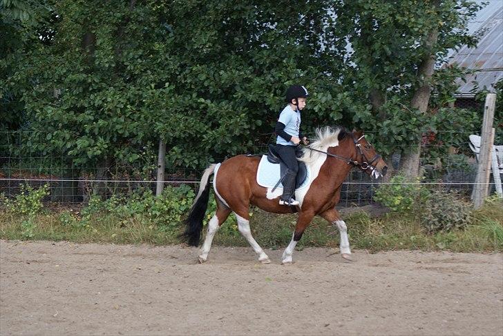 Anden særlig race • Wendy Van Wanten • RIP 31/1-10 • - Første stævne. Pony ville gerne ud ad banen billede 5