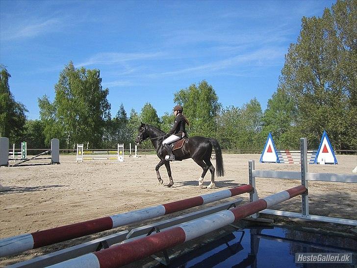 New Forest Niobe Hippios - Foto: Frederikke Degner Jensen 
 billede 7