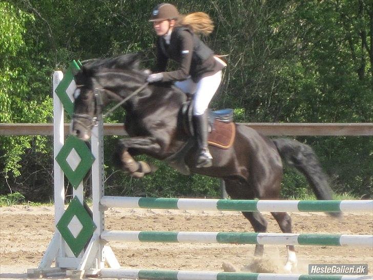 New Forest Niobe Hippios - Foto: Frederikke Degner Jensen 
 billede 10