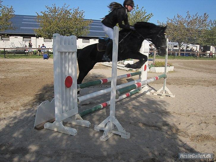 New Forest Niobe Hippios - Foto: Frederikke Degner Jensen 
 billede 11