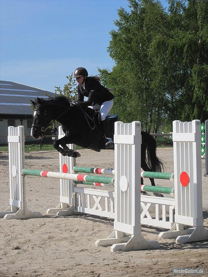 New Forest Niobe Hippios - Foto: Frederikke Degner Jensen 
 billede 12