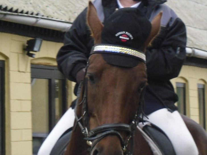 Dansk Varmblod SAM-SON ENSHØJ DV 792 RIP :-( billede 6