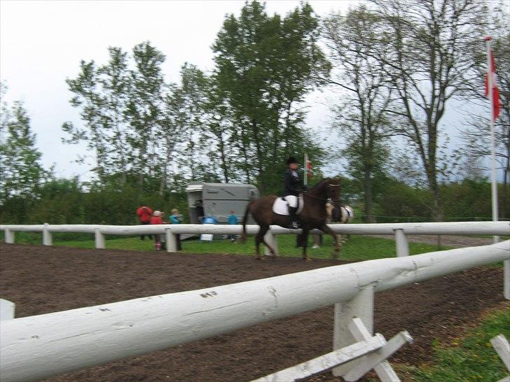 Dansk Varmblod SAM-SON ENSHØJ DV 792 RIP :-( billede 7