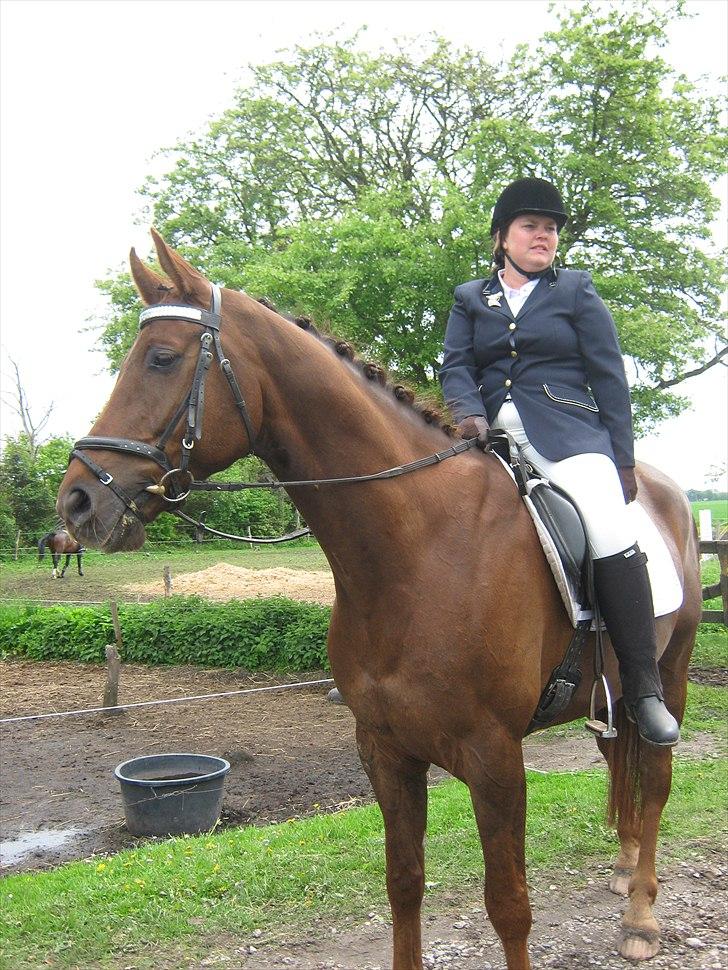 Dansk Varmblod SAM-SON ENSHØJ DV 792 RIP :-( billede 8