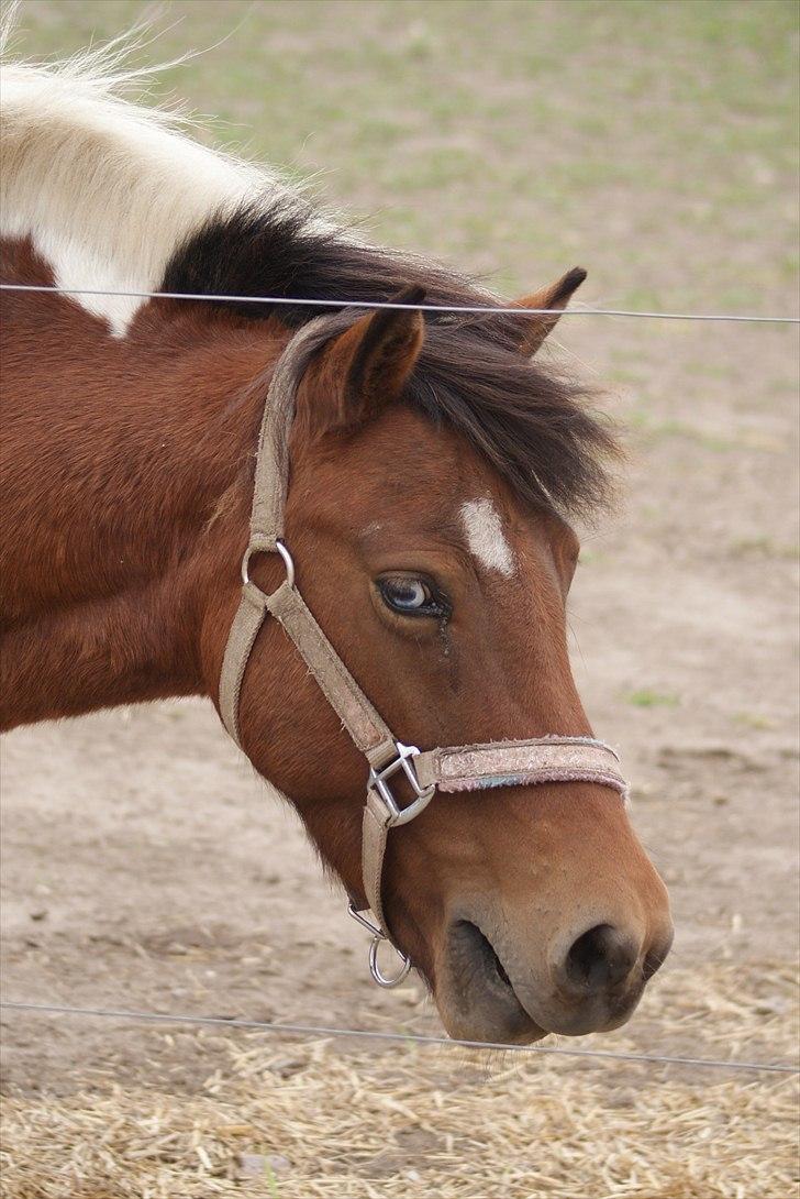 Anden særlig race • Wendy Van Wanten • RIP 31/1-10 • - Velkommen til Pony's profil. billede 1