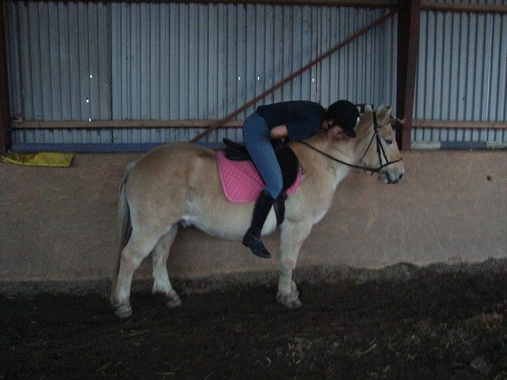 Fjordhest Tjalfe - Den Tapre Sømand - Bassen og jeg hygger :) billede 1
