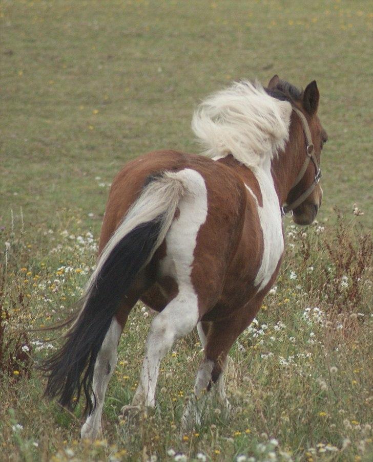 Anden særlig race • Wendy Van Wanten • RIP 31/1-10 • - Når enden er god er alting godt. billede 12