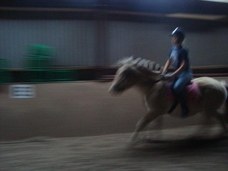 Fjordhest Tjalfe - Den Tapre Sømand - Wee :) billede 2