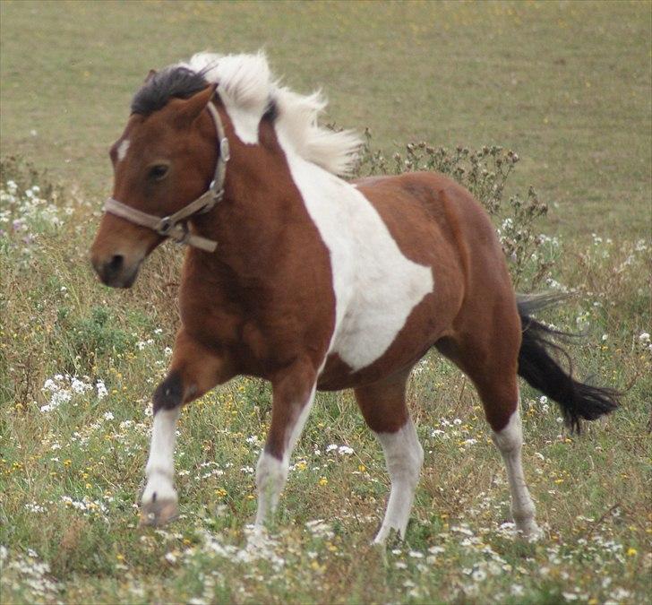 Anden særlig race • Wendy Van Wanten • RIP 31/1-10 • - Fuld fart frem. billede 4