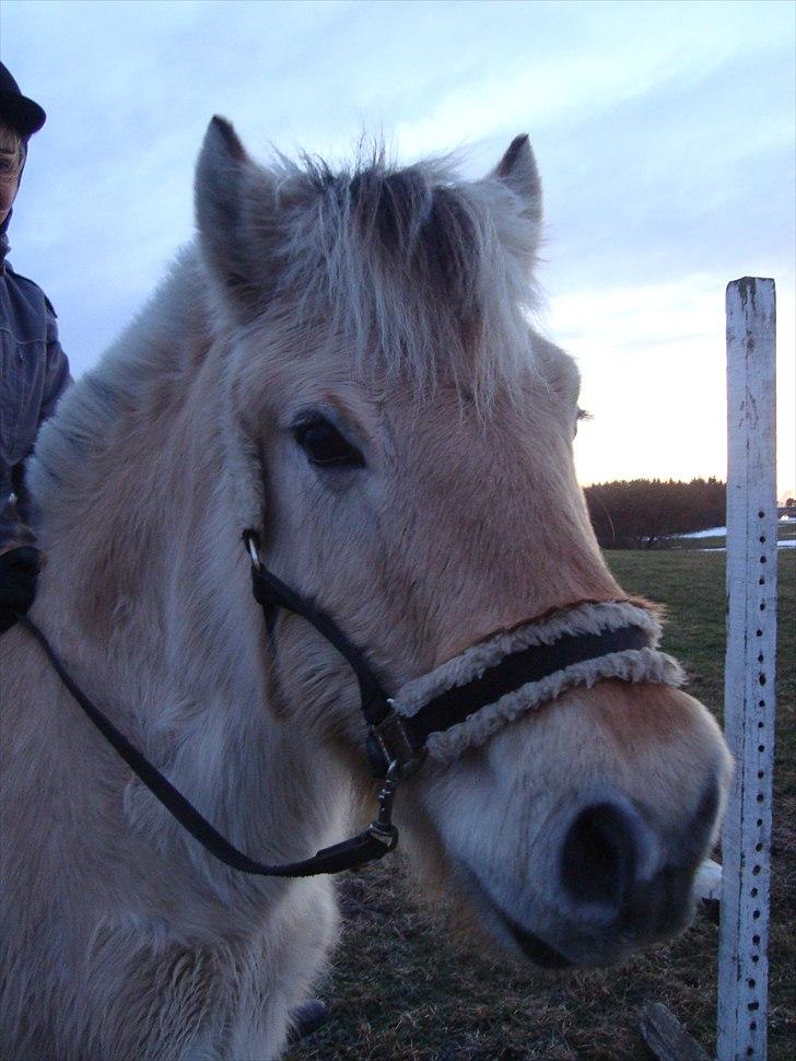 Fjordhest Tjalfe - Den Tapre Sømand - Hygge :) billede 3