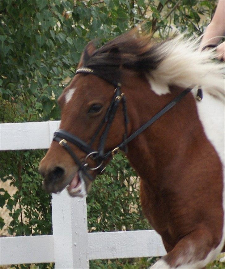 Anden særlig race • Wendy Van Wanten • RIP 31/1-10 • - Skønne Pony billede 2