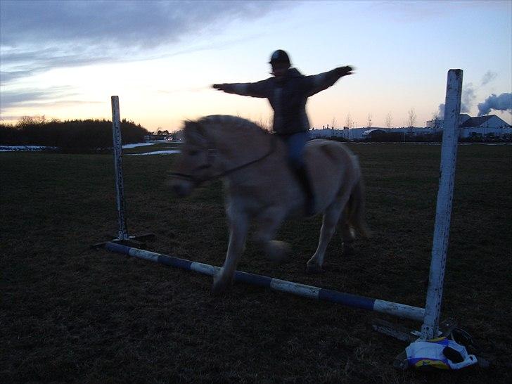 Fjordhest Tjalfe - Den Tapre Sømand - Haha :D billede 5