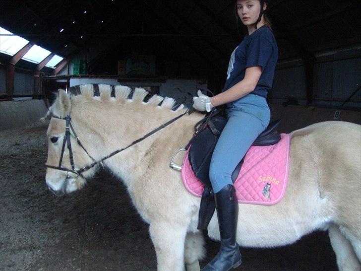 Fjordhest Tjalfe - Den Tapre Sømand - nej nej nej -.- billede 6