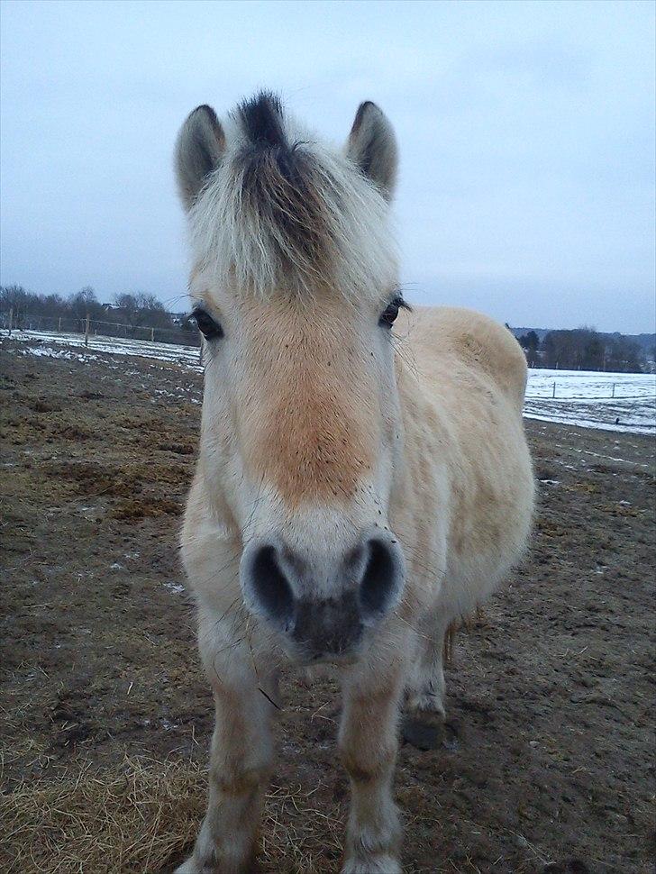 Fjordhest Tjalfe - Den Tapre Sømand - Nåårh er han ikke bare dejlig? :* billede 7
