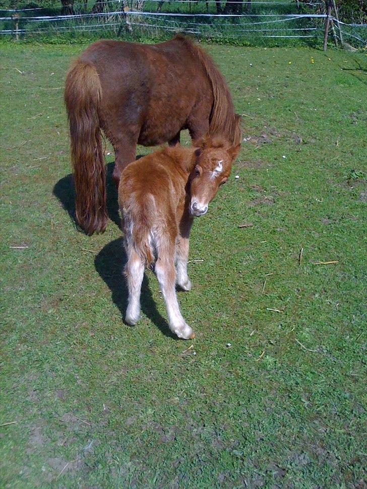 Shetl&#230;nder Chico&lt;3 - Velkommen til Chicos profil&lt;3 h&#229;ber du ligger en kommentar &amp; bed&#248;mmelse =] billede 1