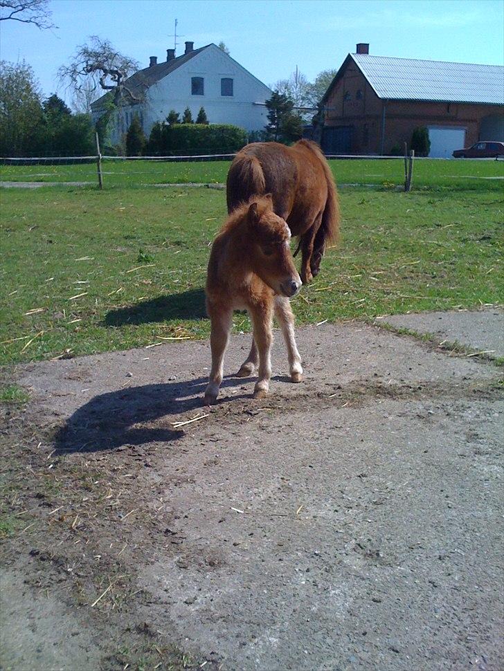 Shetl&#230;nder Chico&lt;3 - F&#248;rste gang p&#229; fold&lt;3 billede 2
