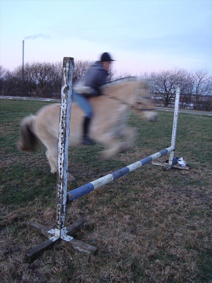 Fjordhest Tjalfe - Den Tapre Sømand - Spring på den tykke, uden saddel og kun i grime, hvad skal jeg sige? :) Undskyld kvaliteten :( billede 8