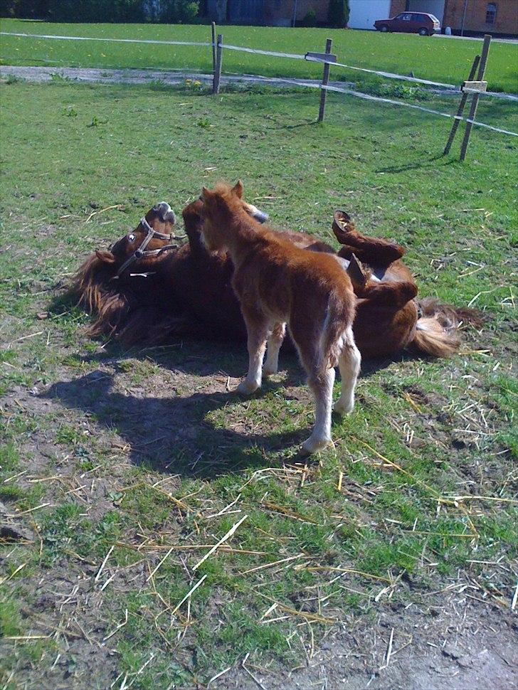 Shetl&#230;nder Chico&lt;3 - &#216;hh... Mor hvad laver du?&lt;3 Hi hi billede 3