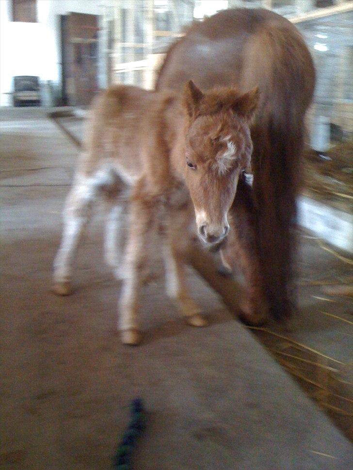 Shetl&#230;nder Chico&lt;3 - Ved godt noget af det er sl&#248;rret, syntes bare det var fedt, hovedet ikk er sl&#248;rret&lt;3 billede 4