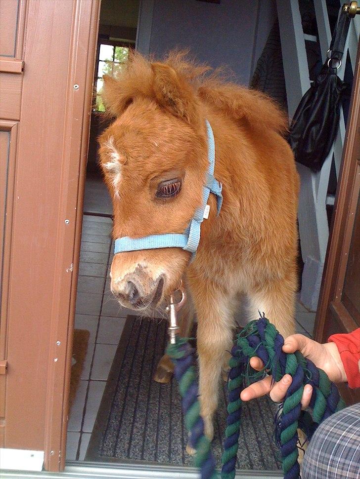 Shetl&#230;nder Chico&lt;3 - Jaaa, jeg har  ogs&#229; v&#230;ret indenfor i huset&lt;3 billede 5