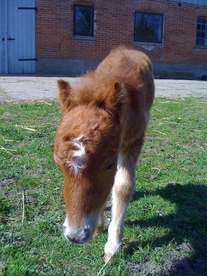 Shetl&#230;nder Chico&lt;3 billede 6