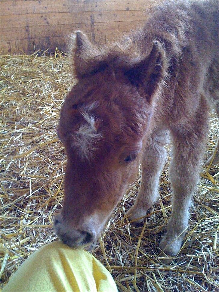 Shetl&#230;nder Chico&lt;3 - Et par timer efter f&#248;dslen&lt;3 billede 7