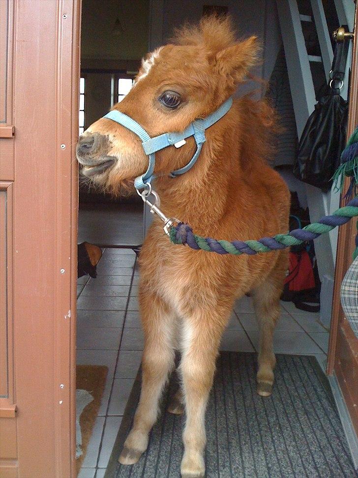 Shetl&#230;nder Chico&lt;3 billede 8