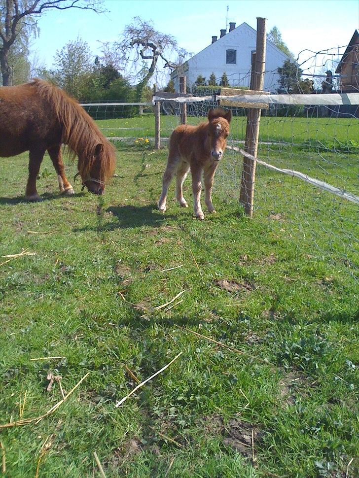 Shetl&#230;nder Chico&lt;3 - Jeg f&#229;r ikk st&#248;d, jeg r&#248;rer nemelig ikk st&#248;ddet(: billede 9