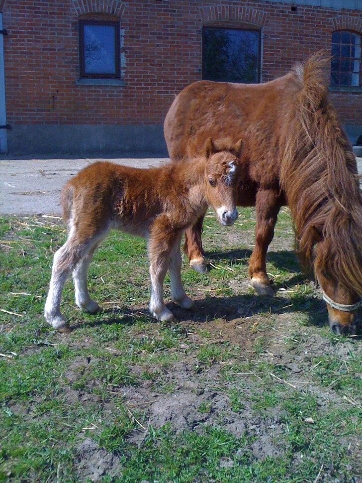 Shetl&#230;nder Chico&lt;3 billede 10