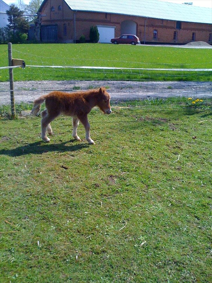 Shetl&#230;nder Chico&lt;3 billede 11