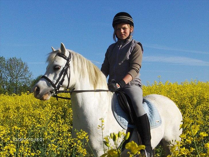 Welsh Mountain (sec A) Fruemoses Chopin - Pony hygge billede 3