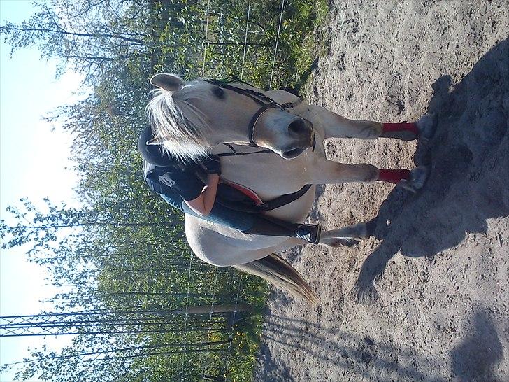 Fjordhest Tjalfe - Den Tapre Sømand - Jeg elsker dig! <3 billede 10