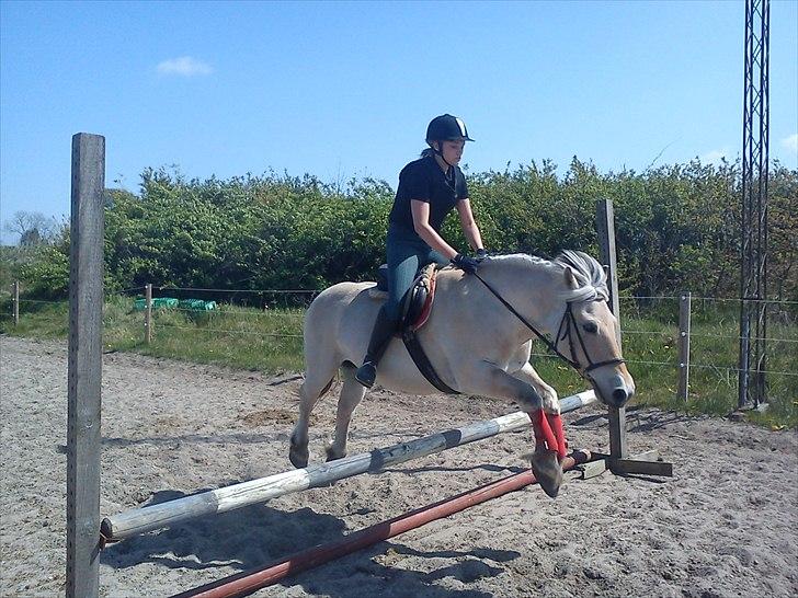 Fjordhest Tjalfe - Den Tapre Sømand - I belive i can fly :) (Opvarmning) billede 11