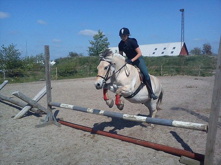 Fjordhest Tjalfe - Den Tapre Sømand - Opvarmning :) billede 12