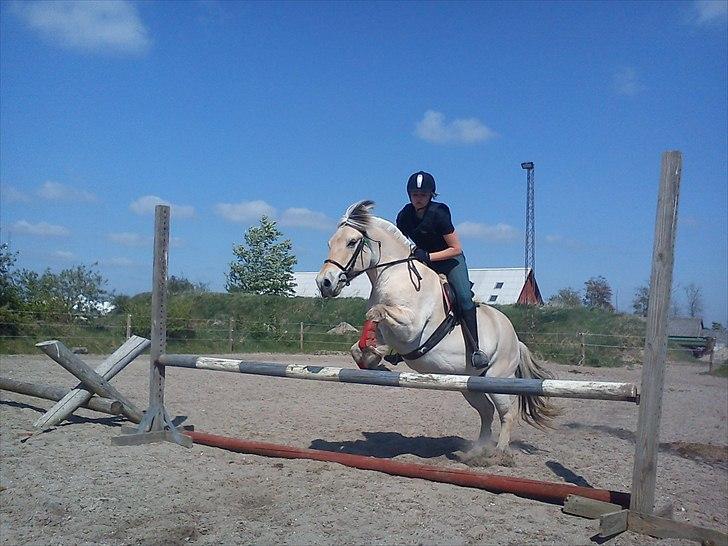 Fjordhest Tjalfe - Den Tapre Sømand - 75 cm på bassen, han er ikke i form, så han er ret så sej :D billede 13