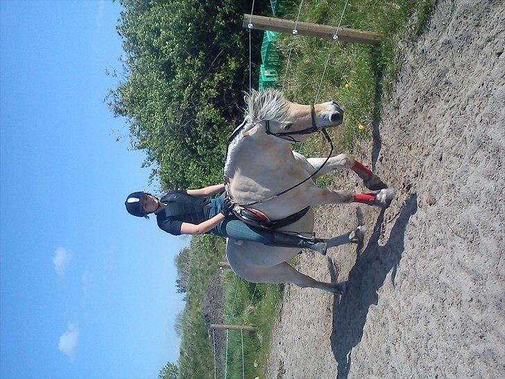 Fjordhest Tjalfe - Den Tapre Sømand - Det er bare hyggeligt:) billede 14