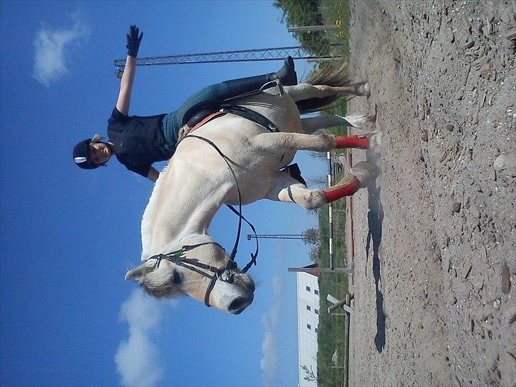 Fjordhest Tjalfe - Den Tapre Sømand - Wee :D billede 15